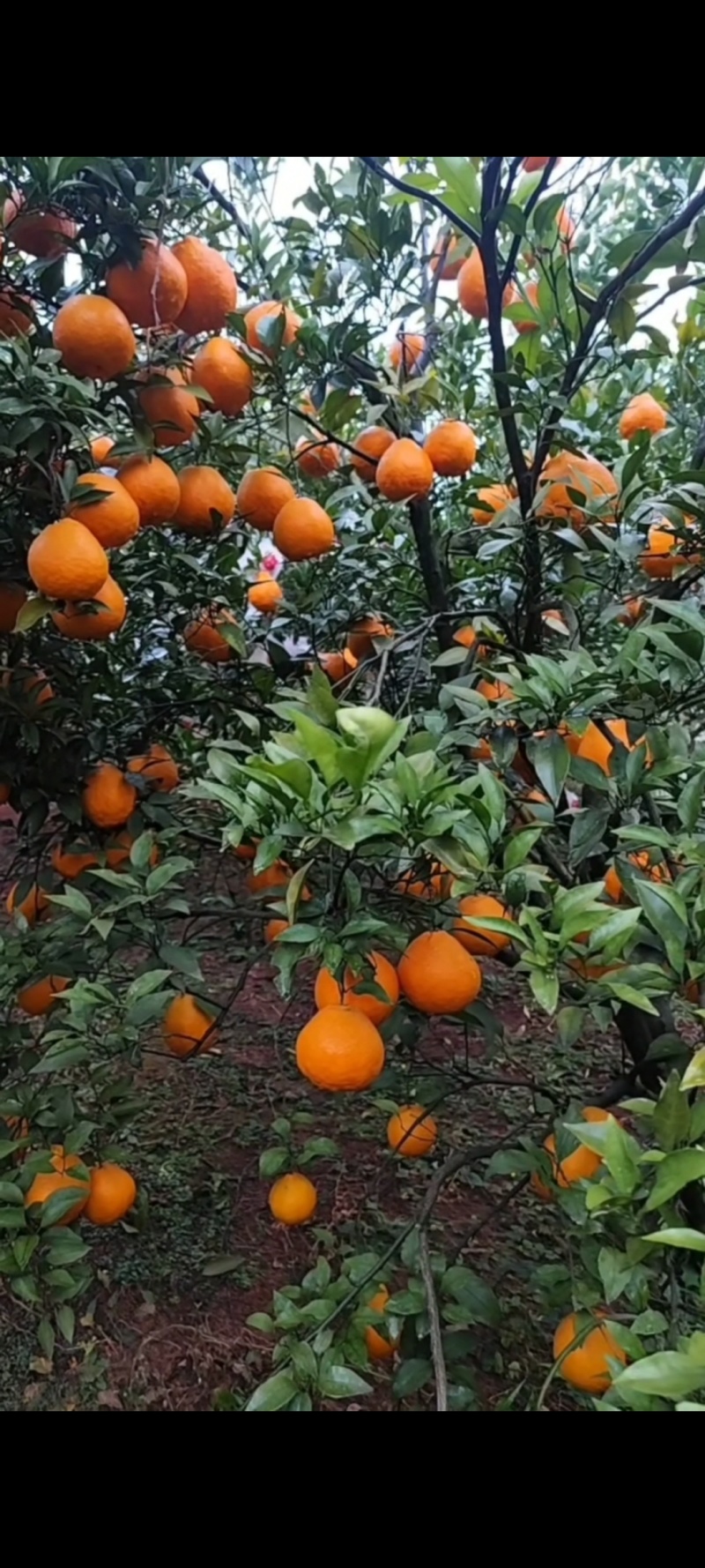 耙耙柑量大从优