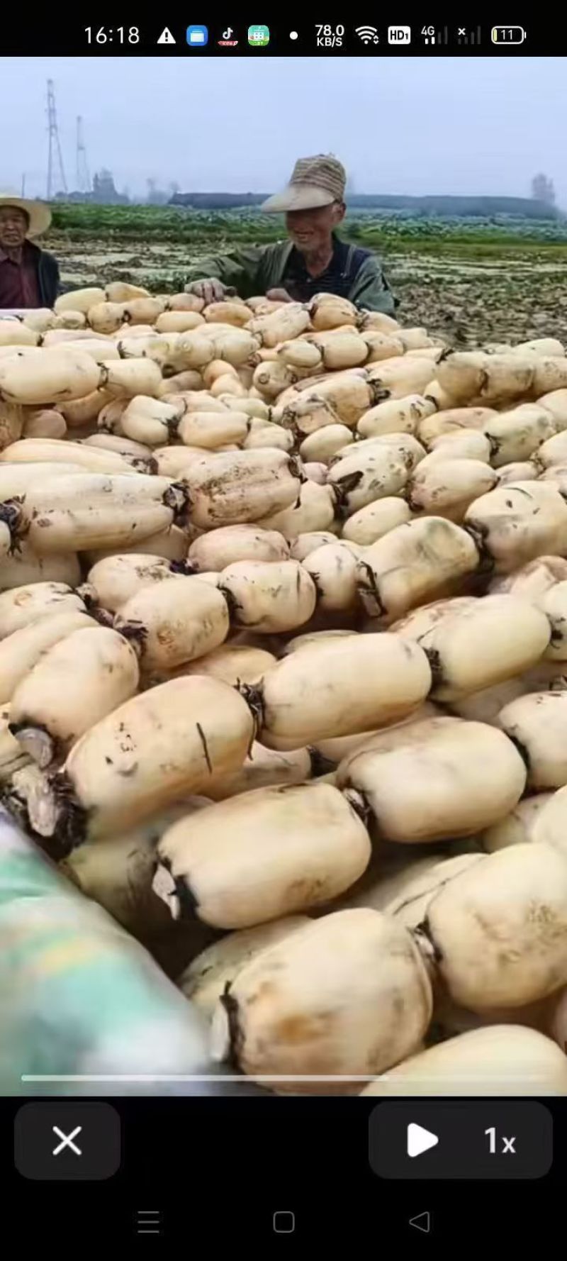 千亩莲藕，莲藕3735品质好，口感面，甜，质量三包一手货源