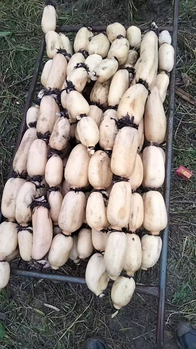 千亩莲藕，莲藕3735品质好，口感面，甜，质量三包一手货源