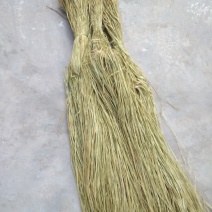 苎麻
