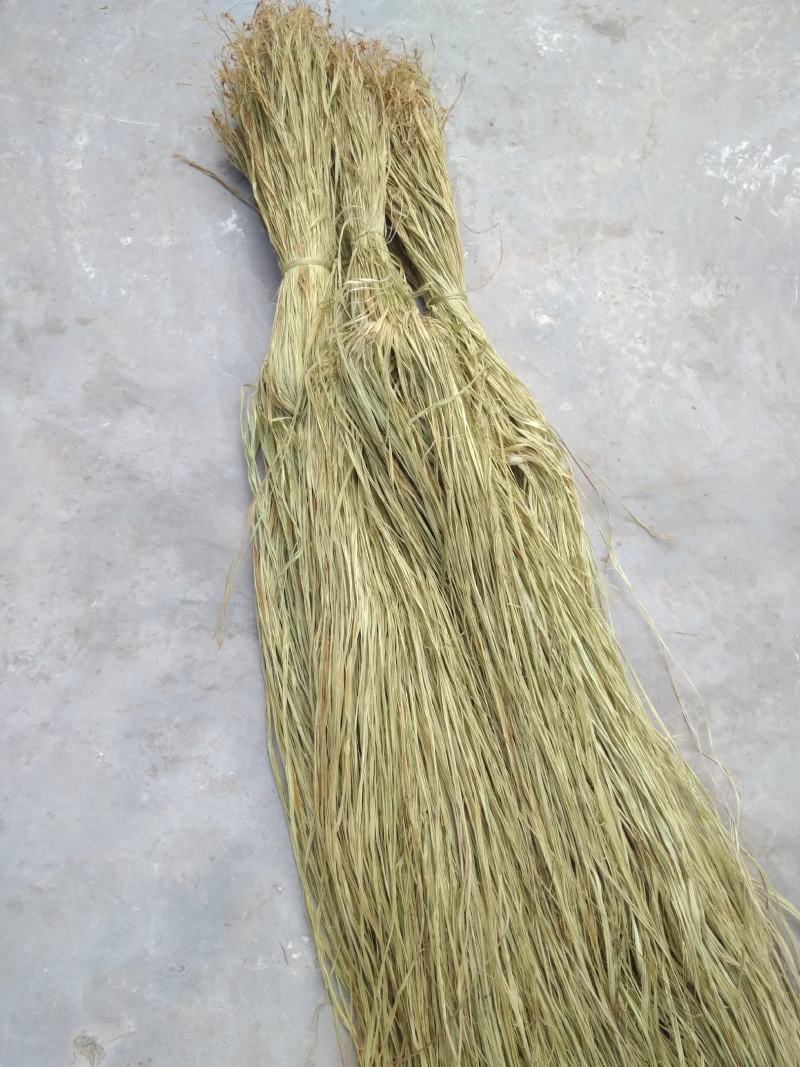 苎麻