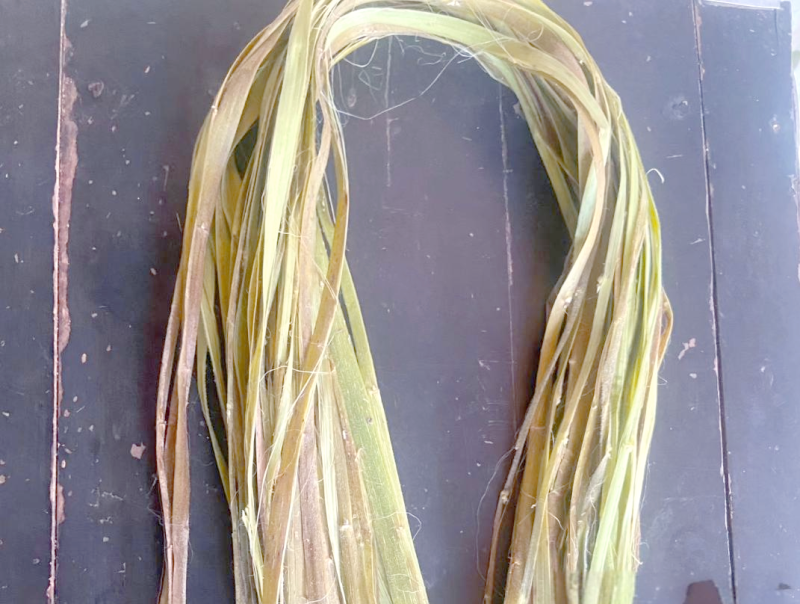 苎麻