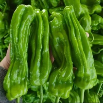苏椒邹皮椒皮薄肉厚产地大量上市承接食堂饭店商超市场