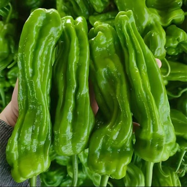 苏椒邹皮椒皮薄肉厚产地大量上市承接食堂饭店商超市场