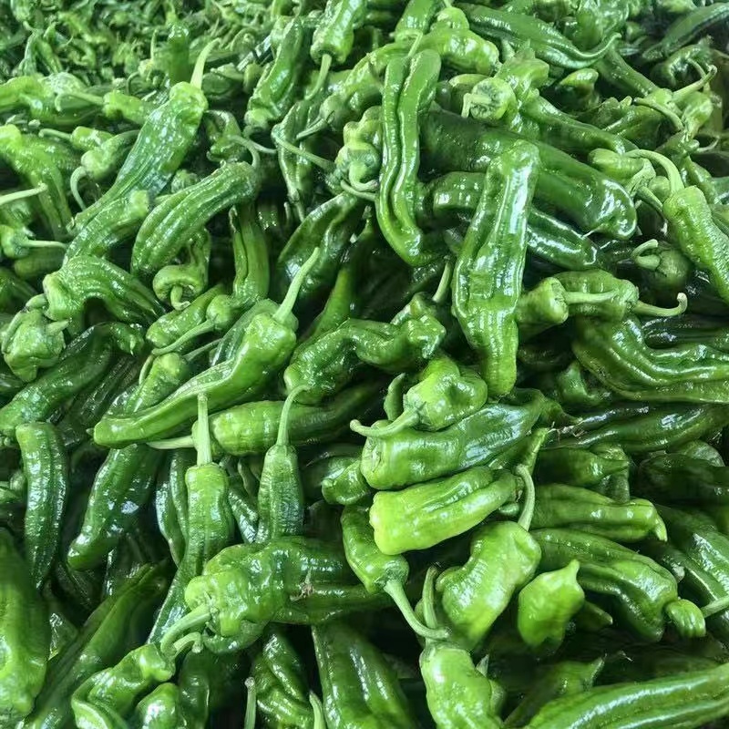 苏椒邹皮椒皮薄肉厚产地大量上市承接食堂饭店商超市场