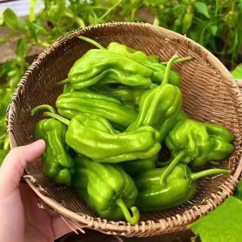 苏椒邹皮椒皮薄肉厚产地大量上市承接食堂饭店商超市场