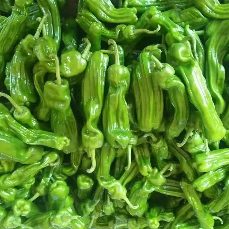 苏椒邹皮椒皮薄肉厚产地大量上市承接食堂饭店商超市场