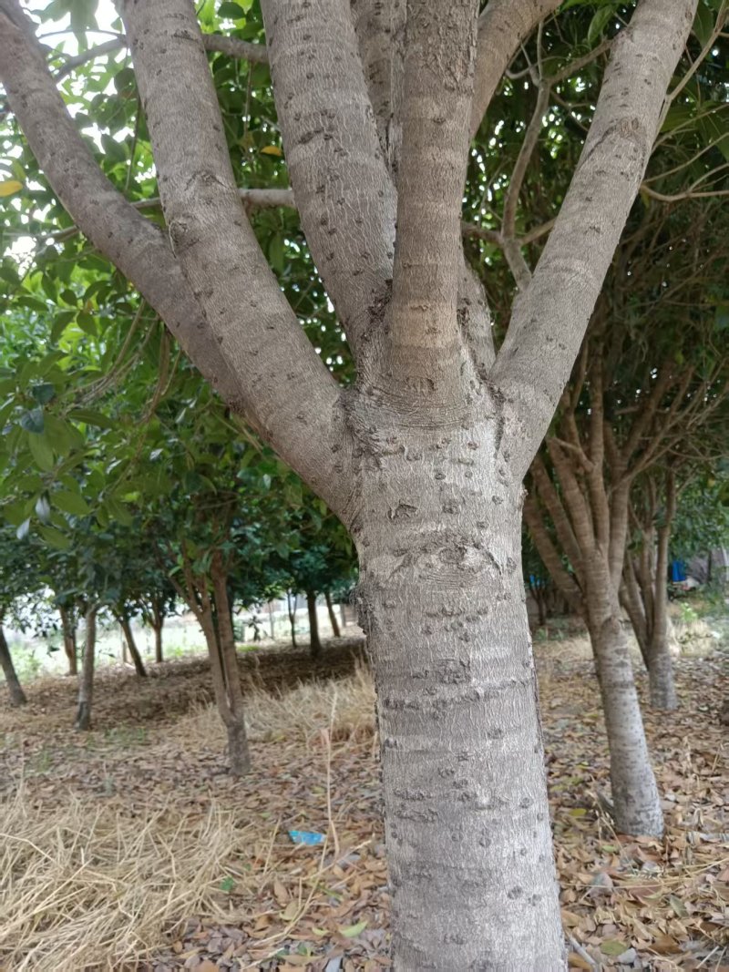 桂花树