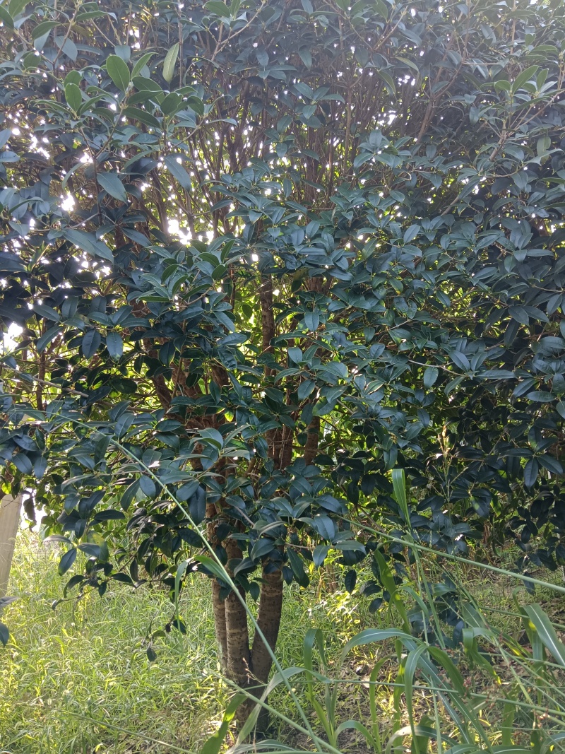 桂花树