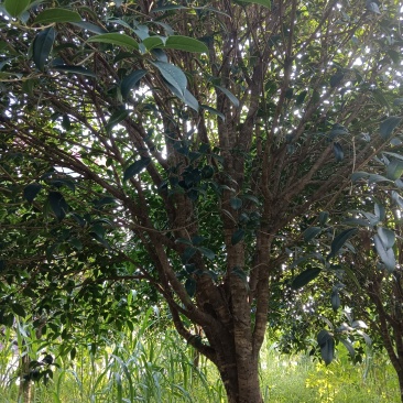 桂花树
