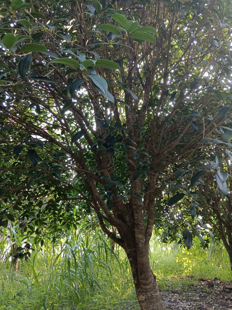 桂花树