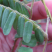 小叶鸡骨草种子茶叶中药材籽种植苗野生茶广西种籽
