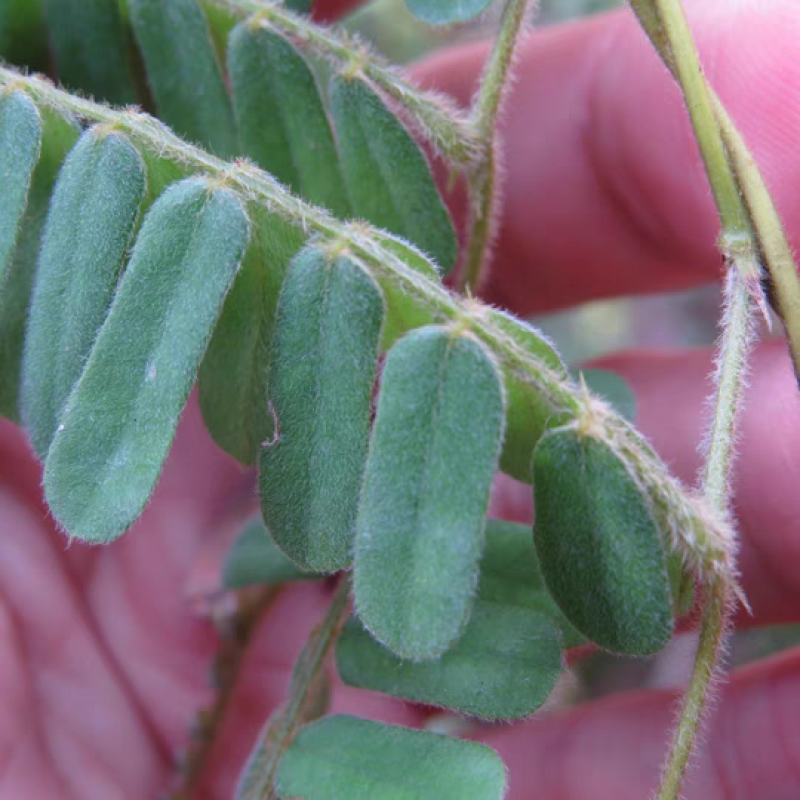 小叶鸡骨草种子茶叶中药材籽种植苗野生茶广西种籽