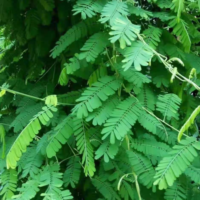 小叶鸡骨草种子茶叶中药材籽种植苗野生茶广西种籽