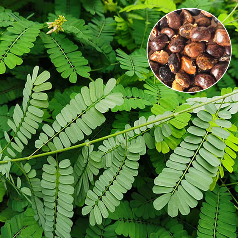 小叶鸡骨草种子茶叶中药材籽种植苗野生茶广西种籽