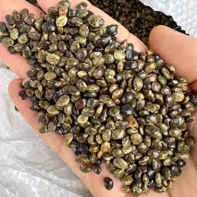 小叶鸡骨草种子茶叶中药材籽种植苗野生茶广西种籽