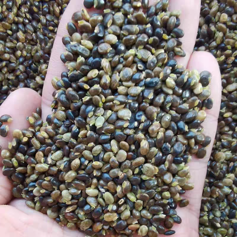 小叶鸡骨草种子茶叶中药材籽种植苗野生茶广西种籽
