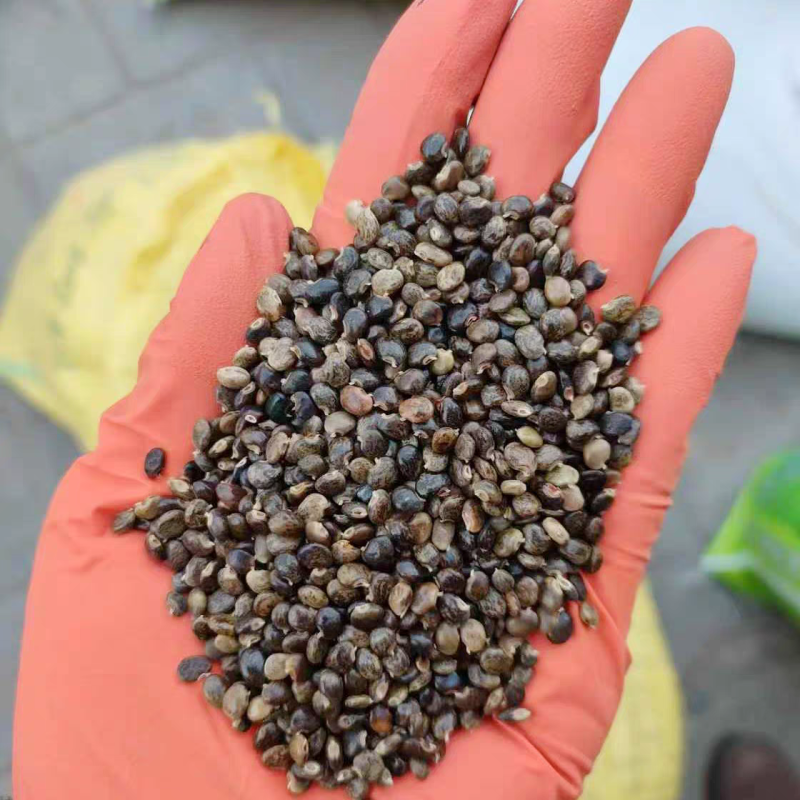 小叶鸡骨草种子茶叶中药材籽种植苗野生茶广西种籽