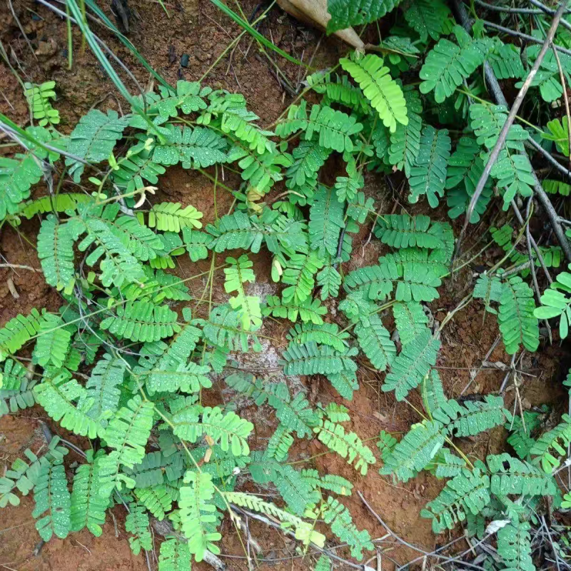 小叶鸡骨草种子茶叶中药材籽种植苗野生茶广西种籽