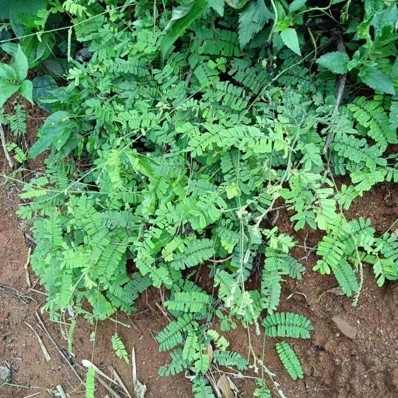 小叶鸡骨草种子茶叶中药材籽种植苗野生茶广西种籽