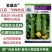 江苏二号肉丝瓜种子优质早熟短棒高产丝瓜种籽抗病农家春季蔬