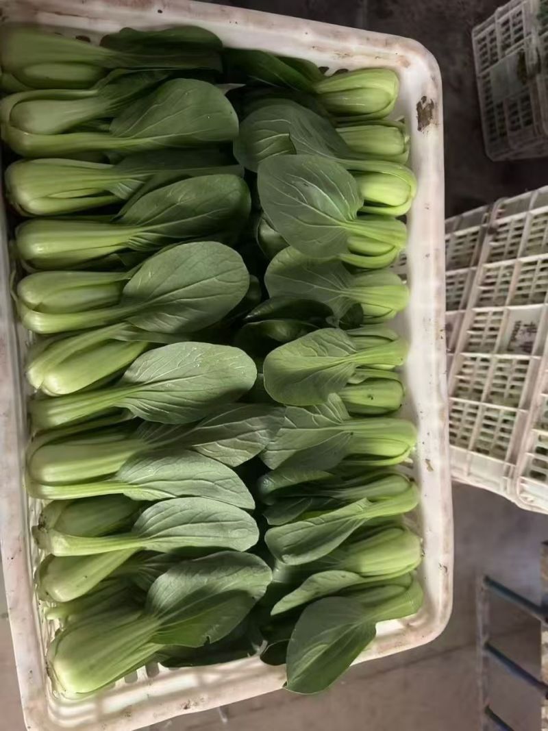 上海青，小油菜，《现摘现发》，精品上海青产地直发，常年有货