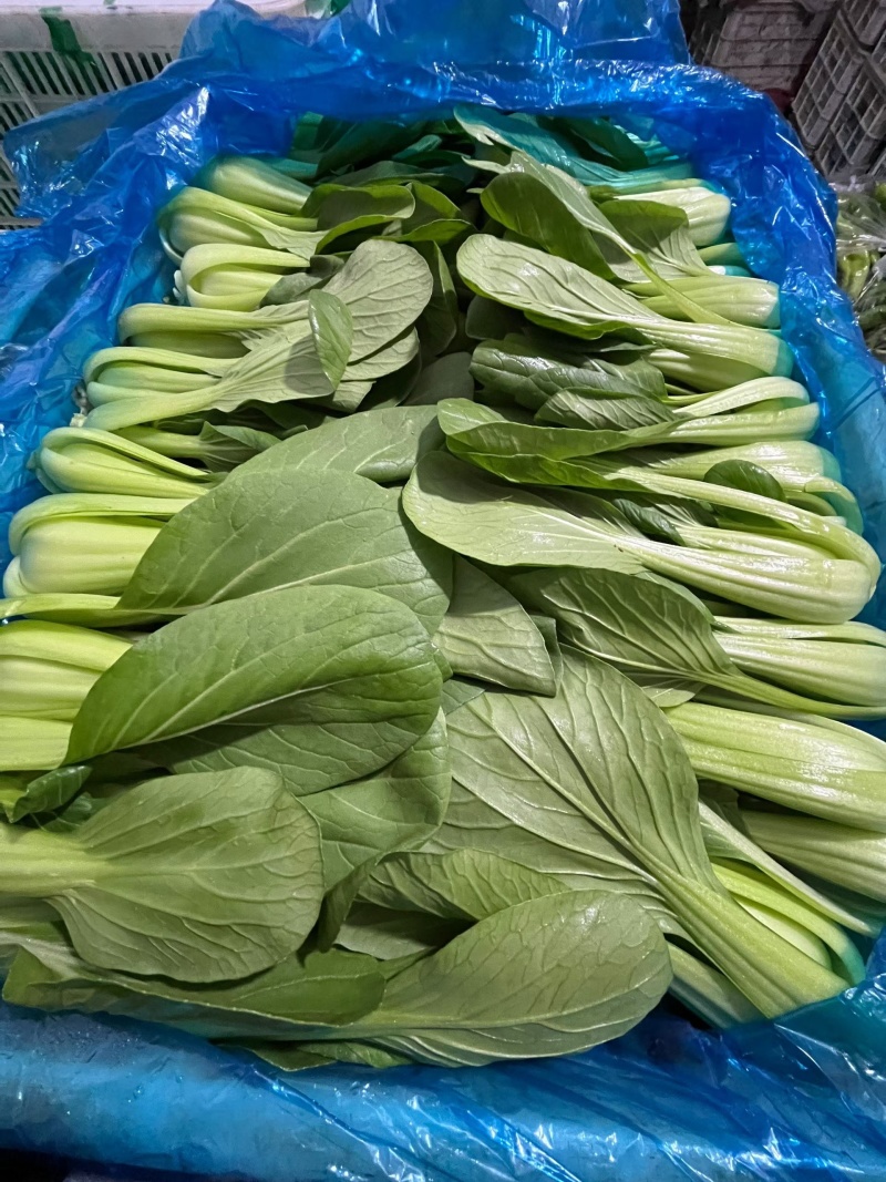 上海青，小油菜，《现摘现发》，精品上海青产地直发，常年有货