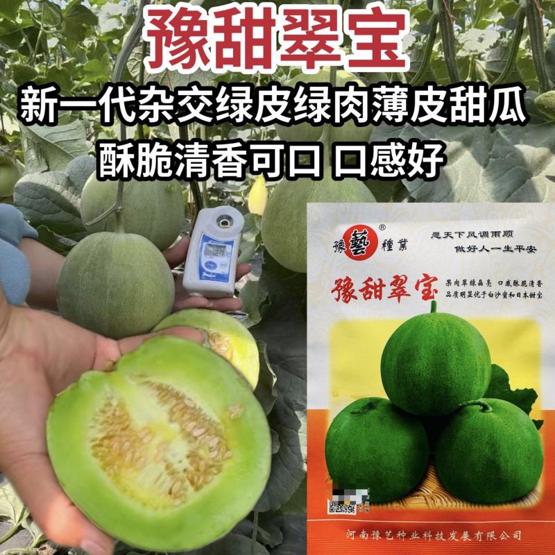 豫艺甜瓜豫甜翠宝甜瓜种子极早熟薄皮甜瓜种籽酥脆清香绿肉