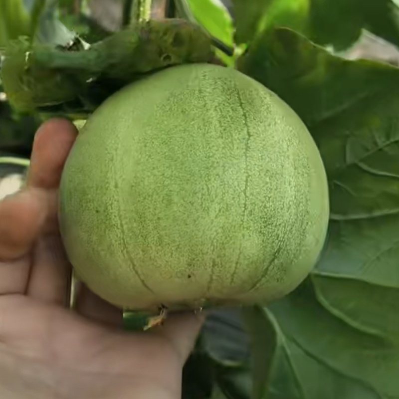 豫艺甜瓜豫甜翠宝甜瓜种子极早熟薄皮甜瓜种籽酥脆清香绿肉