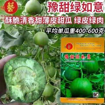 豫甜绿如意甜瓜种子绿皮绿肉甜瓜种籽绿宝薄皮甜瓜种籽酥脆