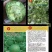 豫甜绿如意甜瓜种子绿皮绿肉甜瓜种籽绿宝薄皮甜瓜种籽酥脆