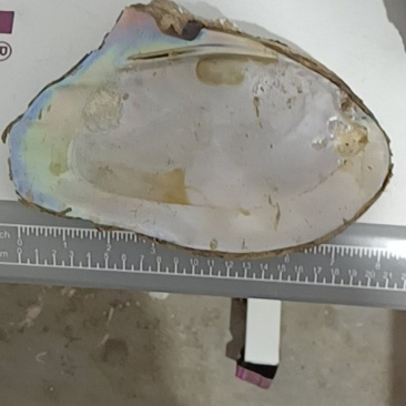 野生河蚌壳和河蚌肉