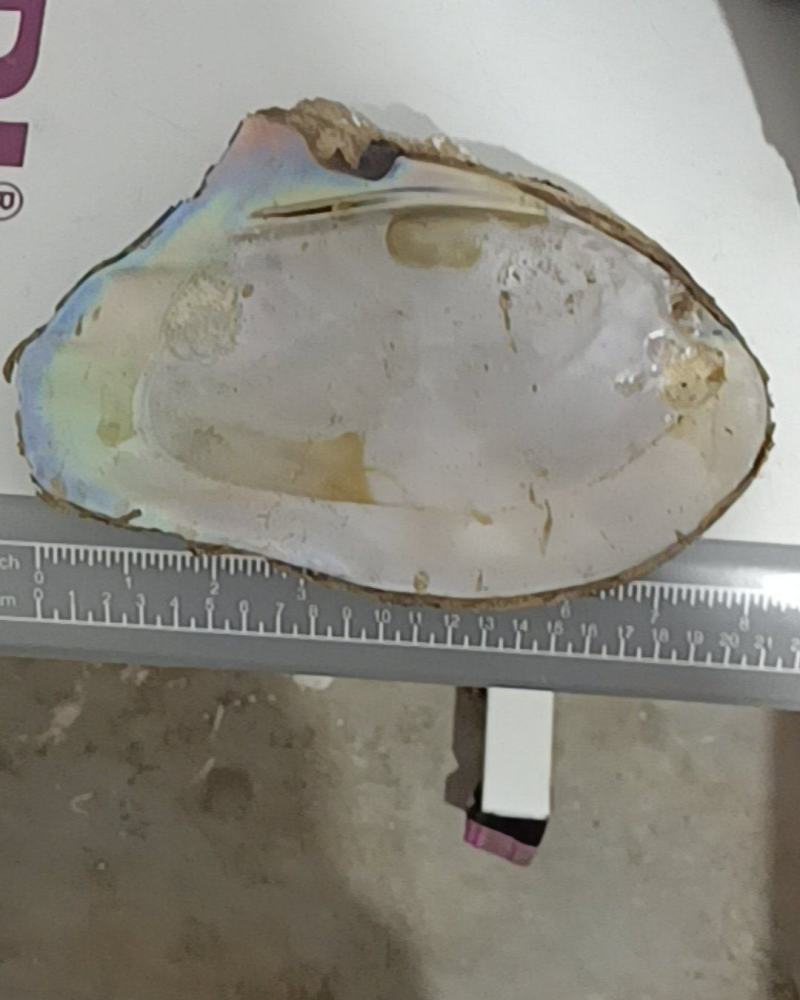 野生河蚌壳和河蚌肉
