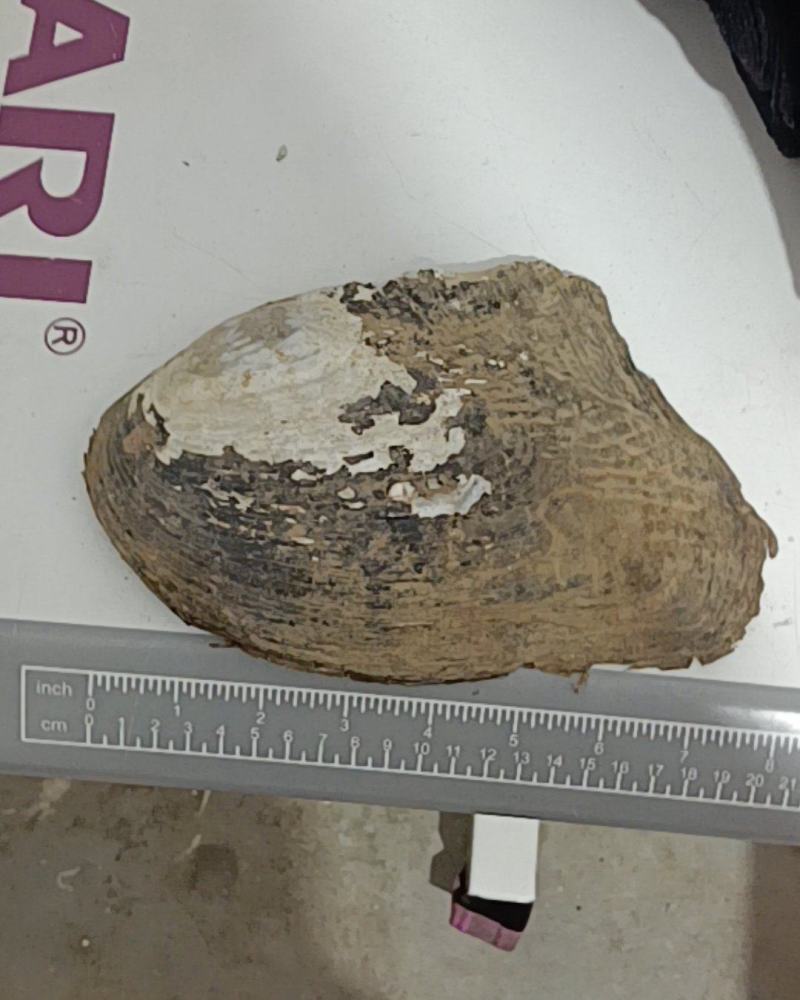 野生河蚌壳和河蚌肉