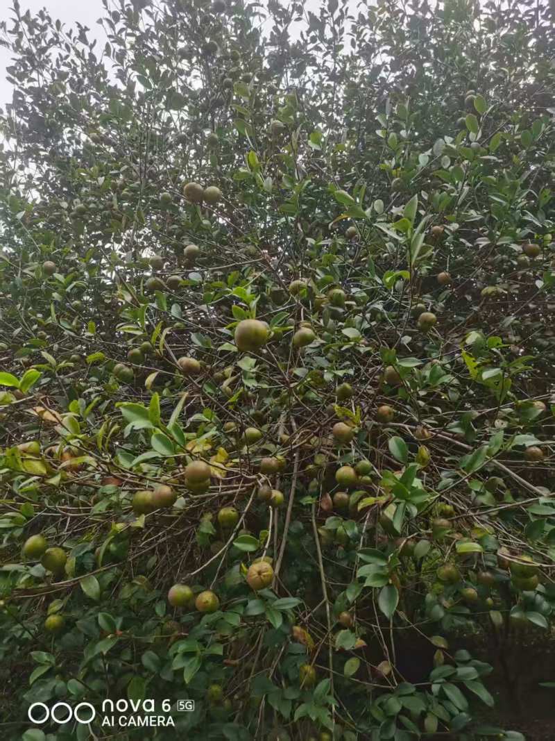 广西梧州农家山茶籽油山茶油批发