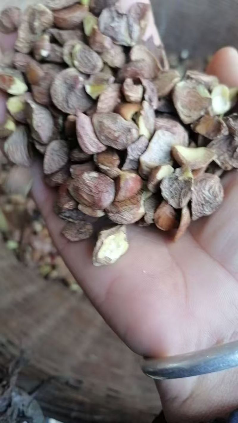 广西梧州农家山茶籽油山茶油批发