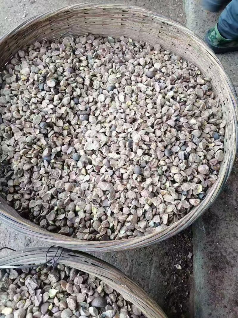 广西梧州农家山茶籽油山茶油批发