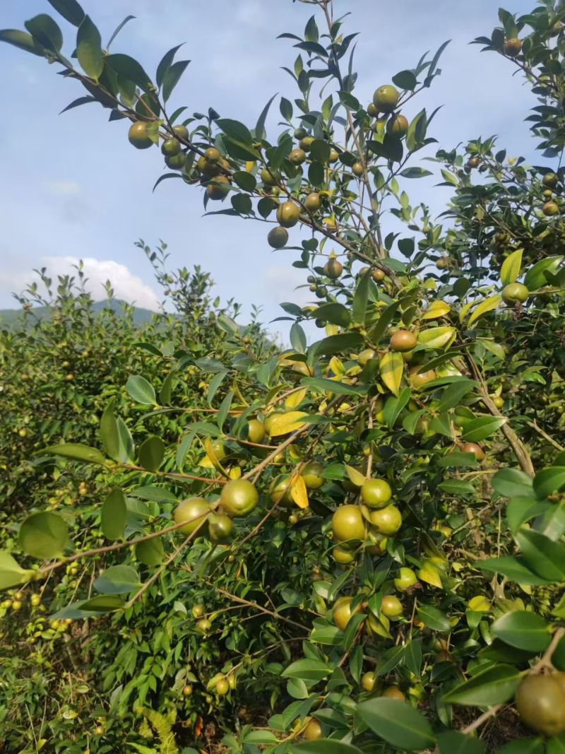 广西梧州农家山茶籽油山茶油批发