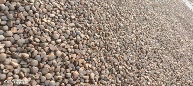 广西梧州农家山茶籽油山茶油批发