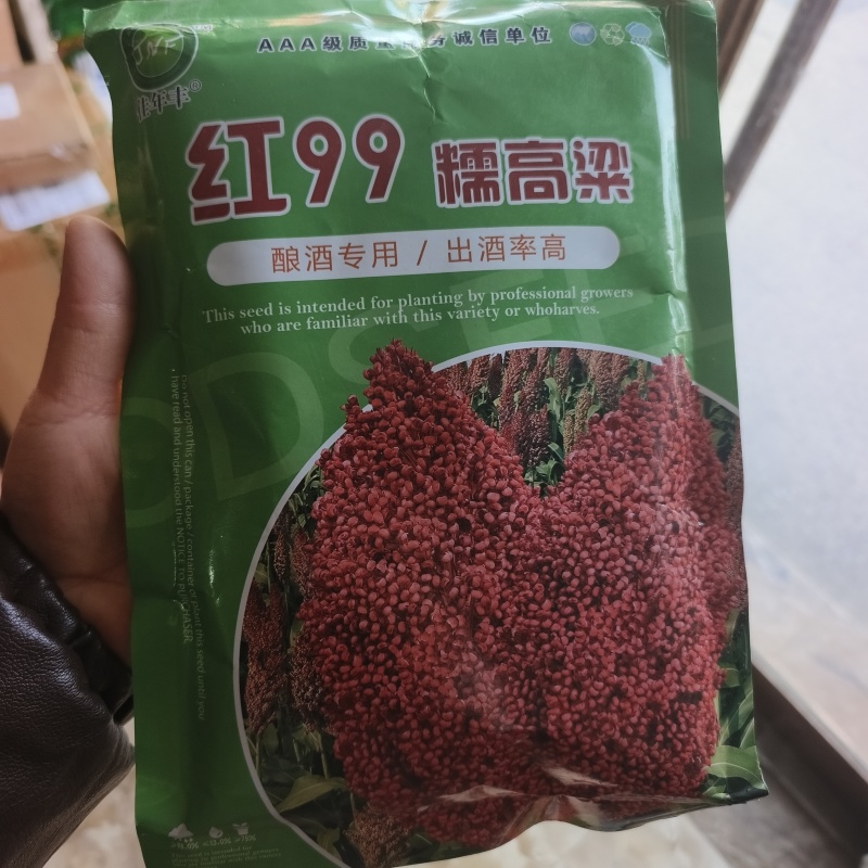 红99糯高粱，种子高粱种子矮杆高粱种子酿酒红高粱，种子
