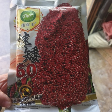 佳矮60高粱种子矮杆高粱种子酿酒红高粱种子抗鸟酿造型高产
