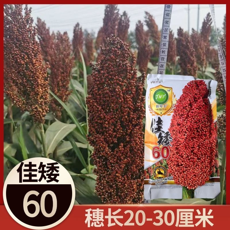 佳矮60高粱种子矮杆高粱种子酿酒红高粱种子抗鸟酿造型高产