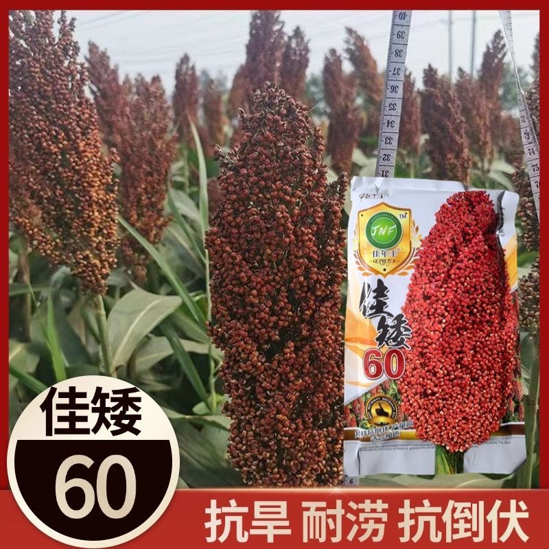 佳矮60高粱种子矮杆高粱种子酿酒红高粱种子抗鸟酿造型高产