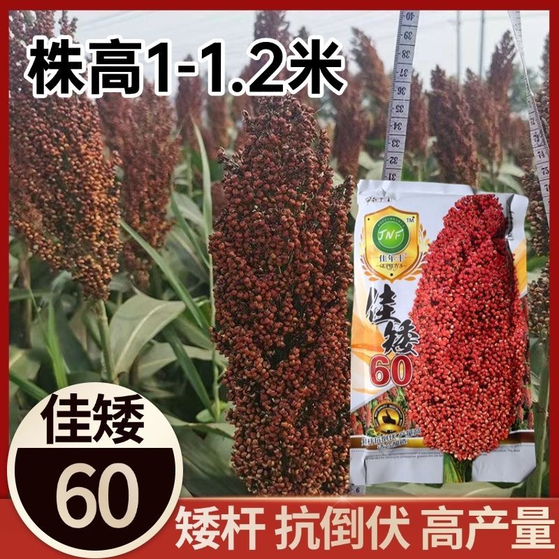 佳矮60高粱种子矮杆高粱种子酿酒红高粱种子抗鸟酿造型高产