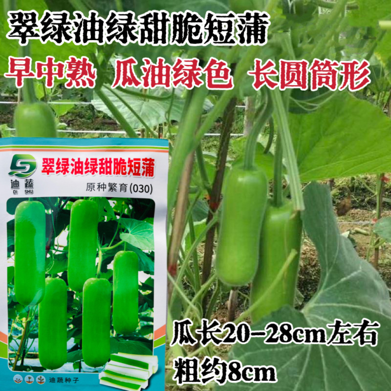 翠绿油绿甜脆短蒲瓜种子肉白细嫩鲜甜可口短瓠瓜种籽高产