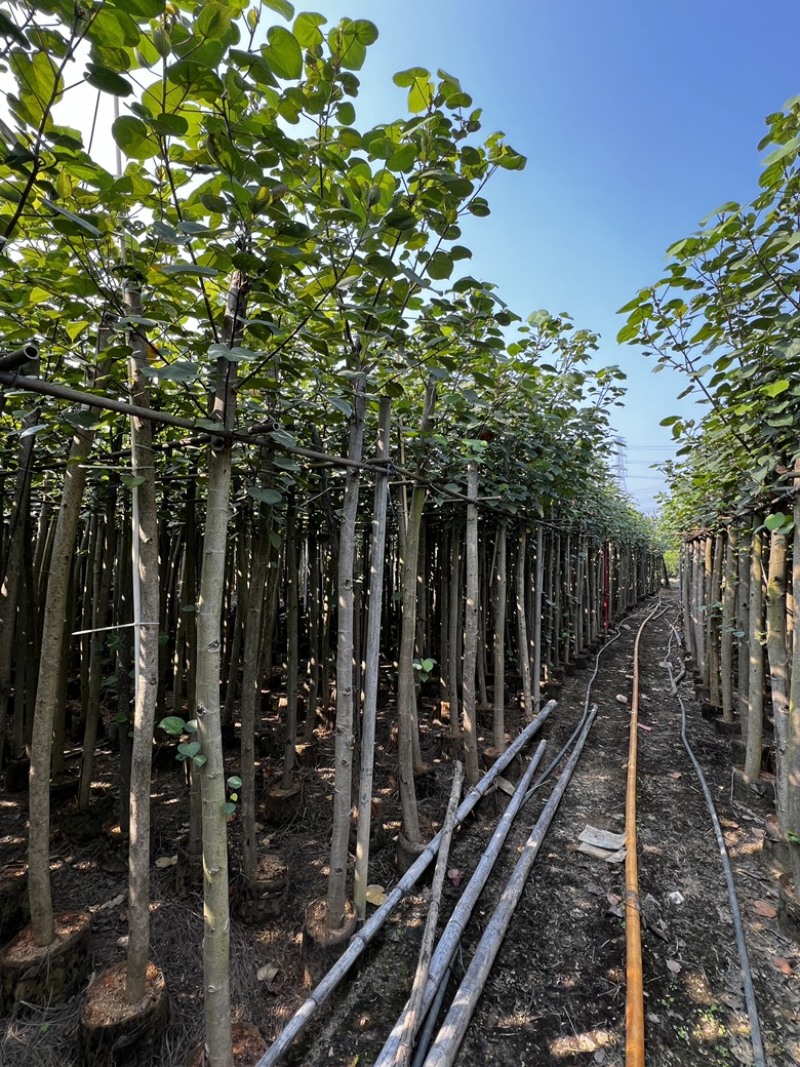 黄槿5至7公分
