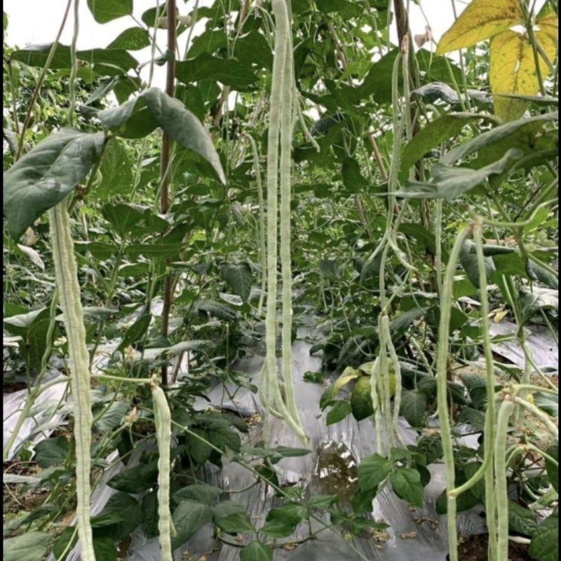 猪仔豆大肉甜豆角种子翠蜜天天摘油白厚肉耐老化好吃味甜豆角