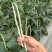 猪仔豆大肉甜豆角种子翠蜜天天摘油白厚肉耐老化好吃味甜豆角