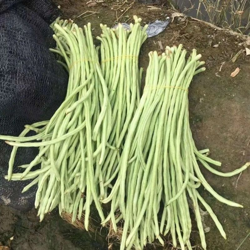 猪仔豆大肉甜豆角种子翠蜜天天摘油白厚肉耐老化好吃味甜豆角