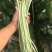 猪仔豆大肉甜豆角种子翠蜜天天摘油白厚肉耐老化好吃味甜豆角